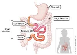 Gi Tract