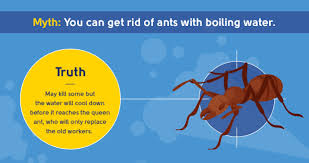 Mosquitos, mosquito larva, and now fungus gnats, for more target pests please refer to the label. 10 Pest Control Myths You Need To Know The Pest Control Co