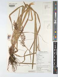 Image result for Carex echinochloe