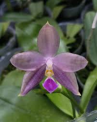 Image result for Indigofera pulchra