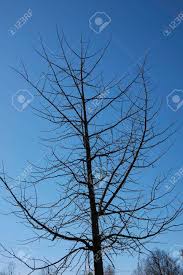 Ginkgo biloba is a deciduous tree growing to 30 m (98ft) by 9 m (29ft) at a slow rate. Ginkgo Biloba Tree In Winter Stock Photo Picture And Royalty Free Image Image 144355631