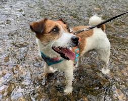 They might get cataracts in their eyes or get lens luxation where the lens of the eye is dislocated. Jack Russell Breed Information Guide Facts And Pictures Bark