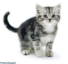 Silver Tabby Kitten Silver Tabby Kitten American Shorthair Cat Pets Cats