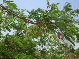 Image result for Landolphia camptoloba