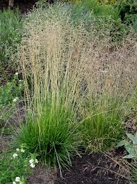 Image result for Eragrostis caespitosa