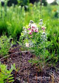 Image result for Tephrosia festina