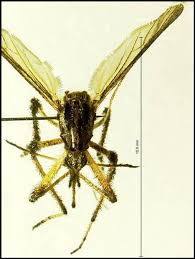 Image result for Microcoelia physophora