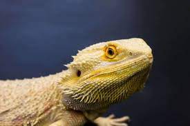 How Big Do Bearded Dragons Get Size Growth Chart