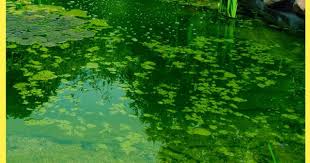 Blaualgen Hund Selbst De Blaualge Algen Hunde