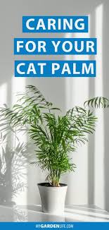 Caring For Your Cat Palm Palm Plant Care Low Light House Plants Palm