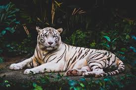 Check spelling or type a new query. 500 White Tiger Pictures Hd Download Free Images On Unsplash