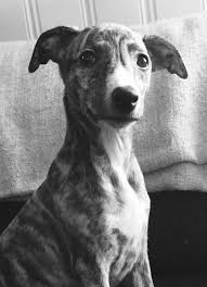Black And White Italian Greyhound Puppy Tinka Black Brindle Whippet Tispe Dog Expressions Dog Friends Dog Breeds