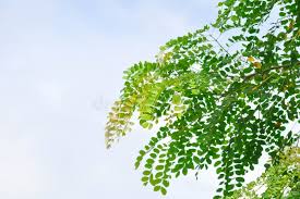 Image result for Albizia procera