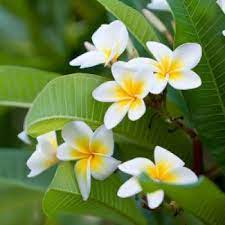 Gardenia flowers, popularly known as gandharaj flowers in india are especially known for their unique and high fragrance. Fragrant Aromatic Plants Buy Online At Cheap Price On Plantsguru Com