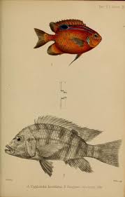 V 4 1848 1860 Plates Reptilia Et Pisces Proceedings Of The Zoological Society Of London Biodiversity Heritage Library Desenho Artes Peixes