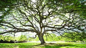 How long does it take for calamansi to ripe. How Long Does It Take For A Tree To Grow Solved