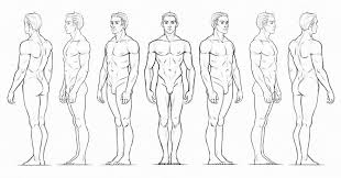 The most common male anatomy drawing material is paper. Character Anatomy Male