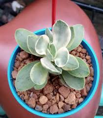 Image result for Crassula globularioides