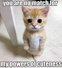 19 Clean Cat Memes Laughing So Hard Meme Cell Cute Animals Funny Animal Pictures Cute Animal Pictures