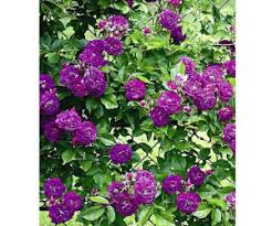 Wie lange dauert die lieferung von baldur garten ? Baldur Garten Rambler Rosen Bleu Magenta 1 Pflanze Ab 18 95 Preisvergleich Bei Idealo De
