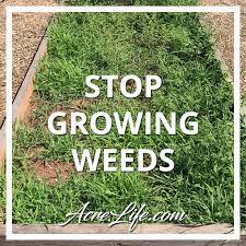Within six months the grass has taken over. How To Stop Growing Weeds And Grass In Your Garden Acre Life
