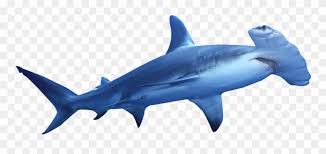 Free Free Hammerhead Shark Svg Free 246 SVG PNG EPS DXF File
