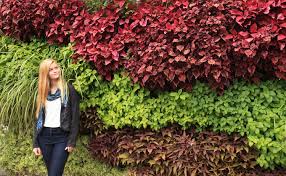 Coral ceramic wall planter with 13 reviews. Livewall Vertical Plant Wall System