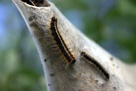 We did not find results for: Eliminating Tent Worms Tent Caterpillar Home Remedy Solutions