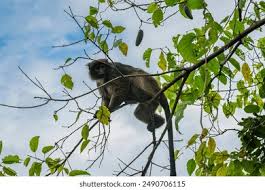 Image result for Tetradenia tanganyikae