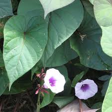 Image result for Ipomoea marginata