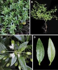 Image result for Glinus hirtus