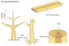 Properties Of Softwood Swedish Wood