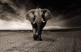 Desktophdwallpaper Org Wildlife Photography Elephant Photography Nature Animals