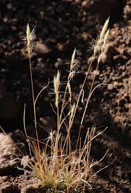 Image result for Aristida congesta