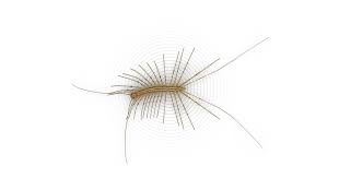Spread cayenne pepper powder in the places with centipede activity. House Centipedes How To Prevent Centipedes Raid Bug Basics