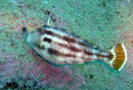 Yellow Fin Leather Jacket Fish Pet Weird And Wonderful Pets