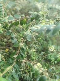 Image result for Securidaca welwitschii