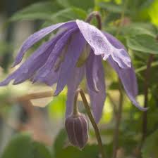 By august it is covered with small but gorgeous, blue flowers that resemble hyacinth blossoms. Clematis Macropetala Blue Bird Clematis Plants Perennials