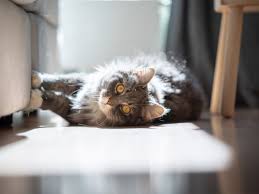 The Best Products To Stop Your Cat From Scratching Your Furniture
