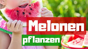 Die früchte lassen sich auch im garten anbauen, wenn du ihnen einen warmen platz und ausreichend sonne bieten kannst. Melonen Erfolgreich Anpflanzen Wassermelonen Aus Dem Eigenen Garten Youtube