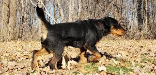 Image result for jagdteriér