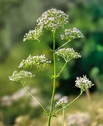 Image result for Valeriana capensis