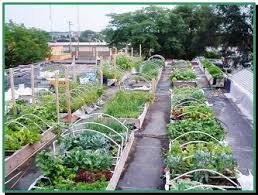 Rooftop Gardens In Milwaukee Rooftop Garden Green Roof Garden Roof Garden