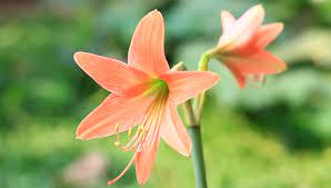 These flowering perennials do not produce normal flower seeds like most flowers. Flowers Orange Flowers Like Lilies Stock Footage Video 100 Royalty Free 6187922 Shutterstock