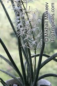 Image result for Cassia angolensis