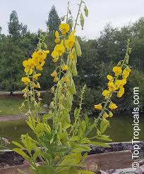 Image result for Crotalaria retusa