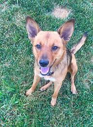 Join millions of people using oodle to find puppies for adoption, dog and puppy listings, and other pets adoption. Springfield Mo German Shepherd Dog Meet Zara A Dog For Adoption Shepherd Dog German Shepherd Dogs Dogs