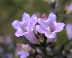 Image result for Strobilanthes anisophylla
