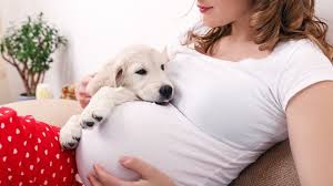 5 Signs You Re About To Go Into Labor According To Your Dog Pet Medications Pregnant Dog Pet Care