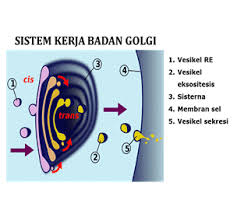 Maybe you would like to learn more about one of these? Badan Golgi Gambar Fungsi Struktur Pengertian Sejarah